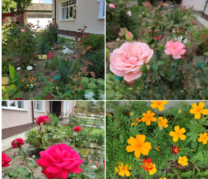 розы из Карачаево-Черкессии